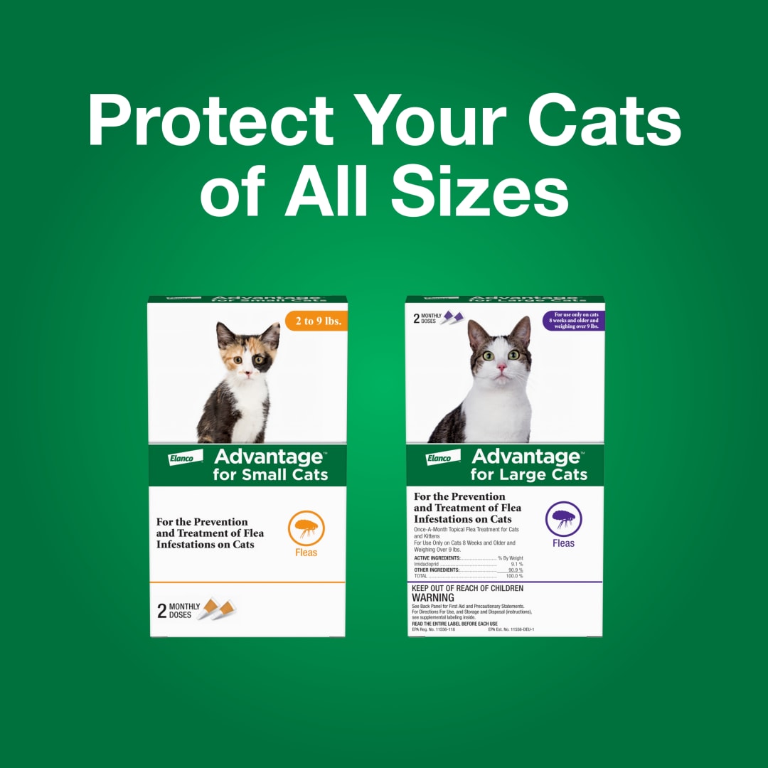 Advantage Topical Cat Flea Treatment and Prevention For Small Cats 2-9 ...