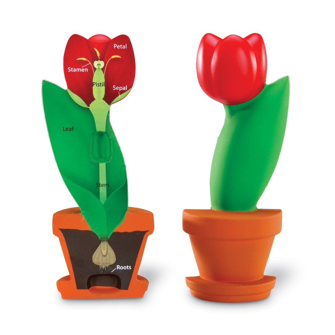 CROSS-SECTION FLOWER MODEL