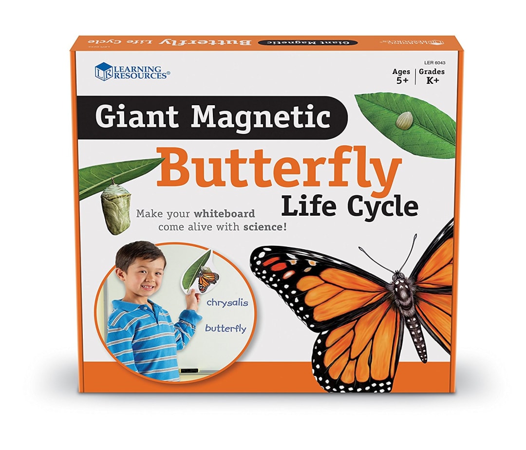 BUTTERFLY LIFE CYCLE, MAGNETIC