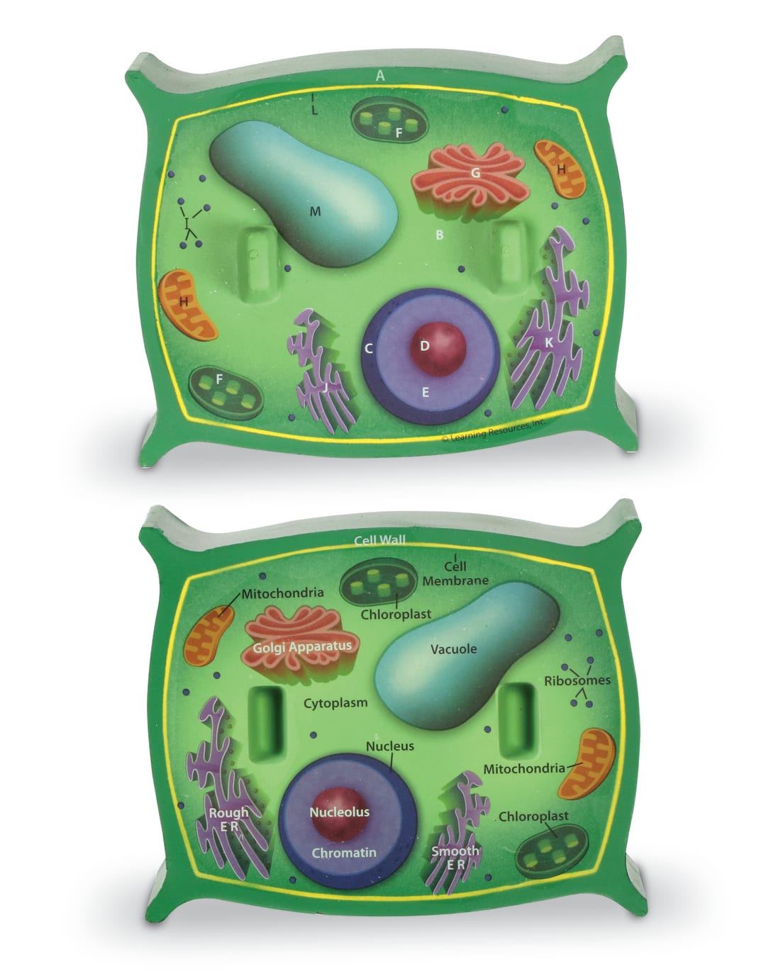 CROSS-SECTION PLANT CELL MODEL