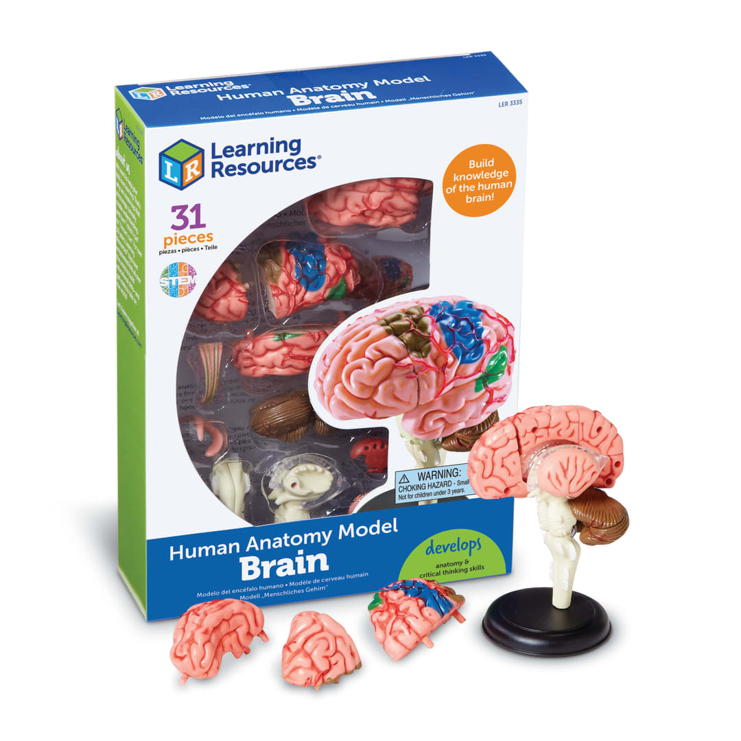 BRAIN MODEL