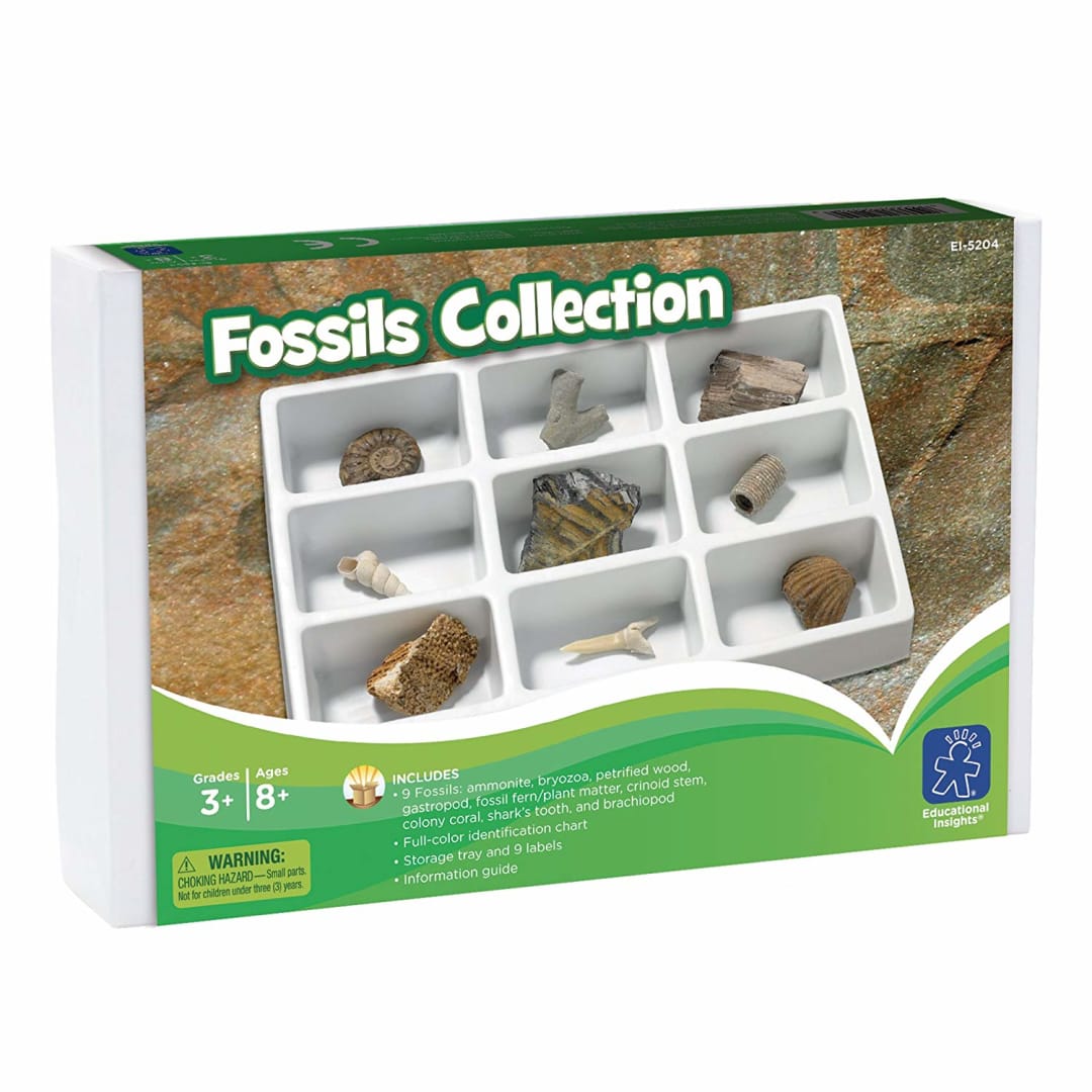 FOSSIL COLLECTION