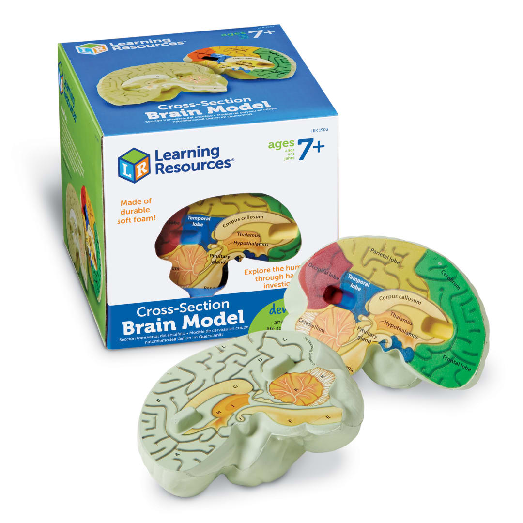CROSS-SECTION BRAIN MODEL
