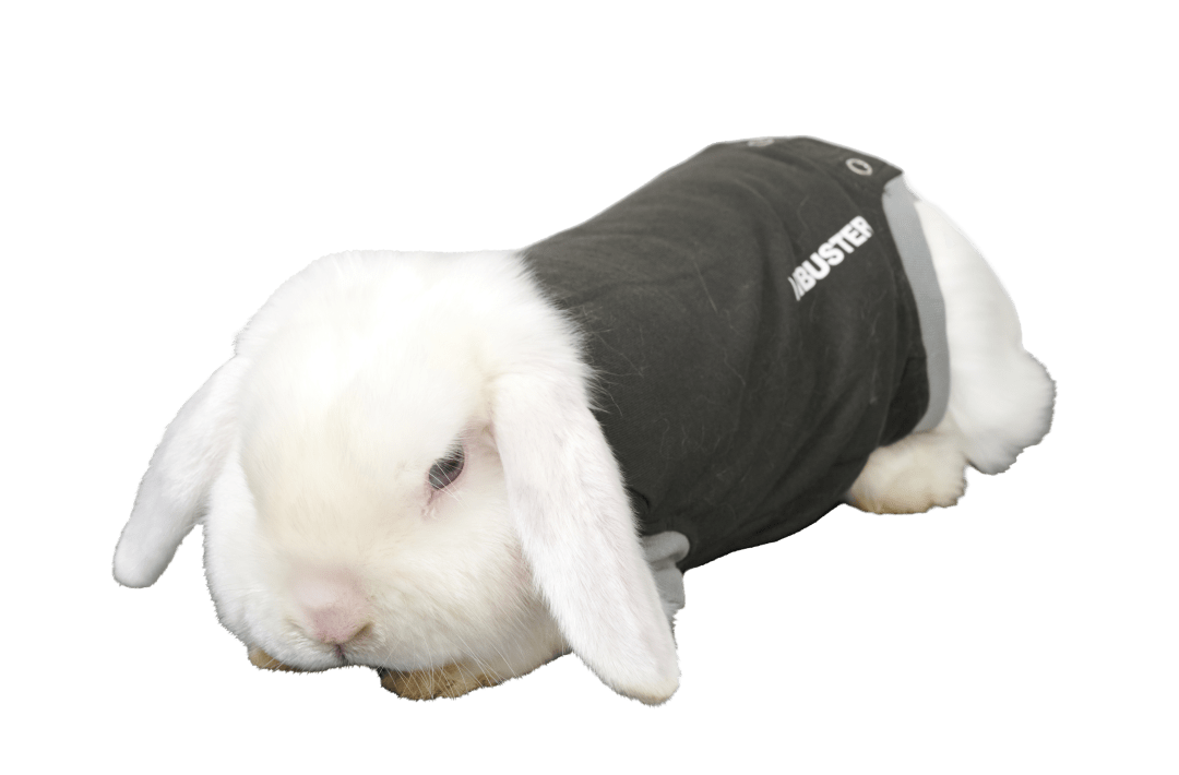 BUSTER Body Suit for Rabbits, X-Small