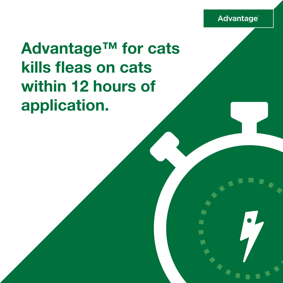 Advantage Topical Cat Flea Treatment and Prevention For Small Cats 2-9 ...