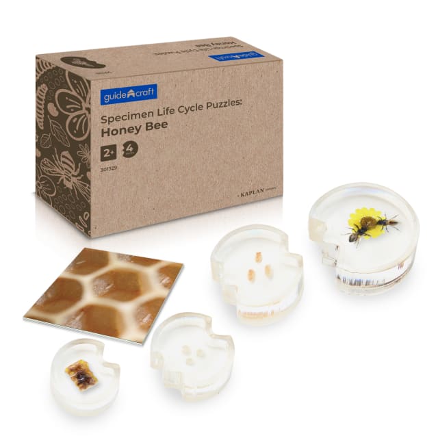 Specimen Life Cycle Puzzles: Honey Bee