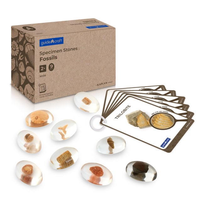 Specimen Stones: Fossils - 9 Stones