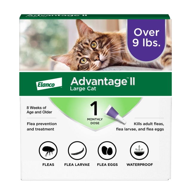 Advantage II Large Cat Vet-Recommended Flea Treatment & Prevention | Cats Over 9 lbs. | 1-Month Supply