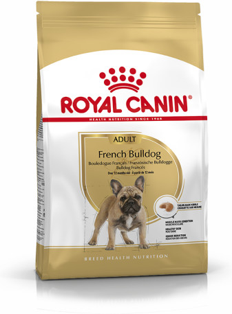 French Bulldog Adult