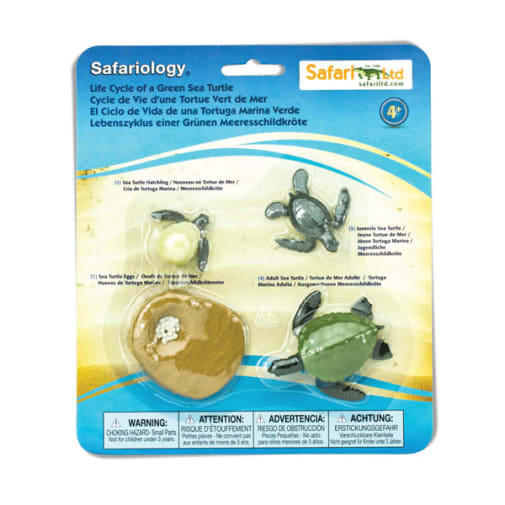 Life Cycle of a Green Sea Turtle (Safariology)