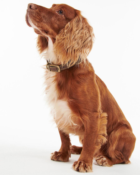 Leather Dog Collar
