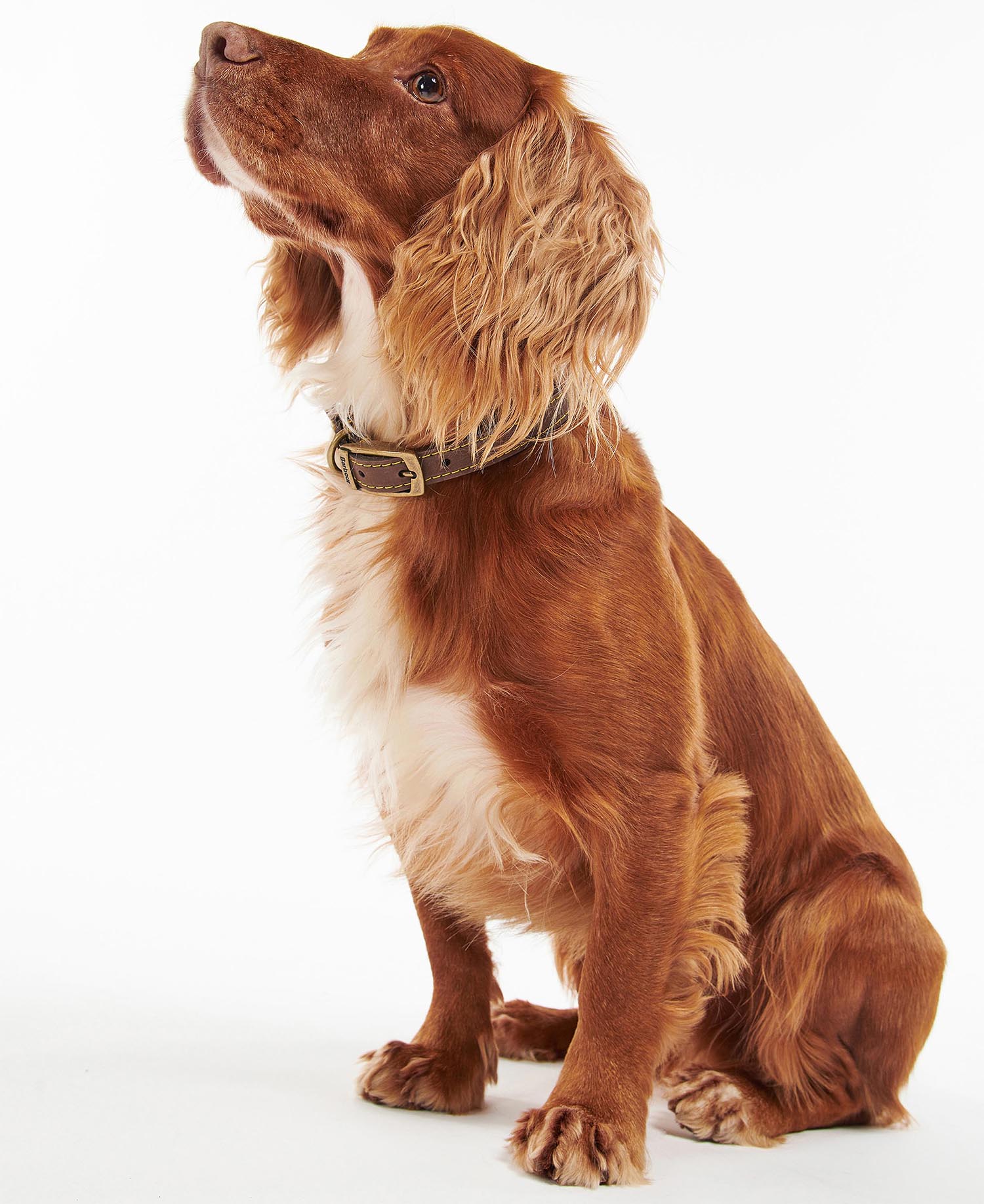 Leather Dog Collar image number 0