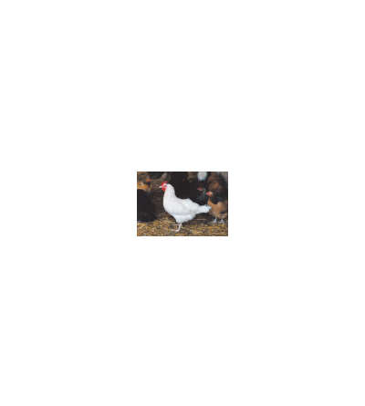 s--0eE0Nqf8--/q6tpordafgtjkl9xlo7t.jpg