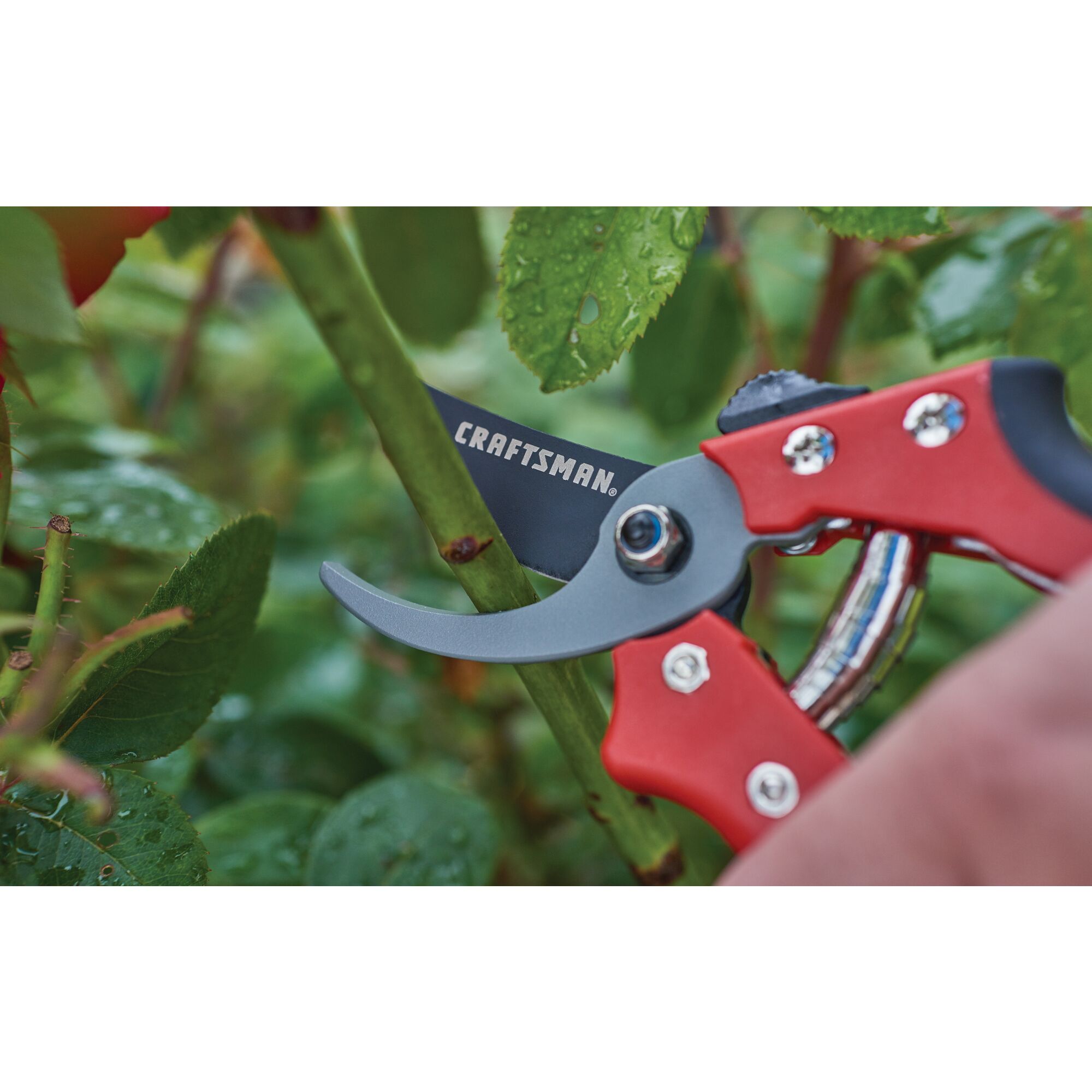 3 quarter inch cut bypass pruner being used by a person to prune a branch.