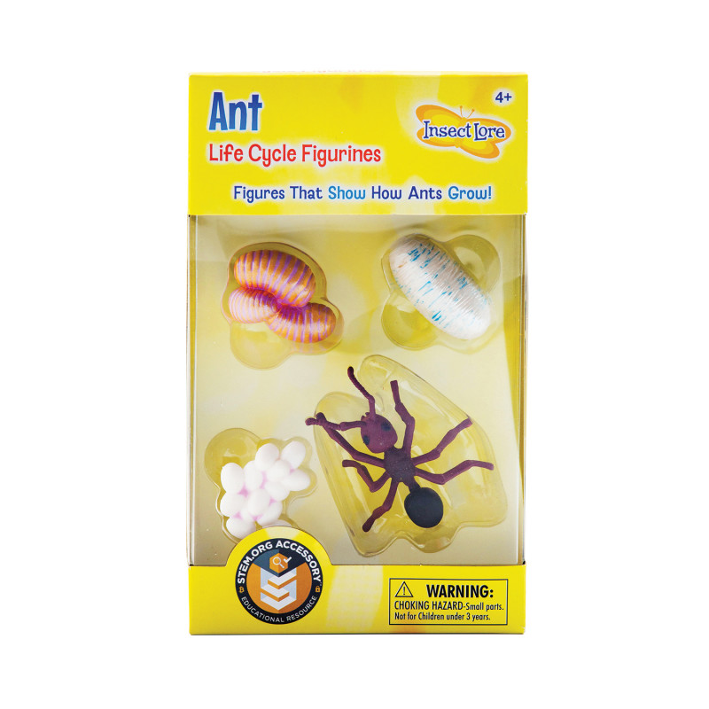 Ant Life Cycle Stages