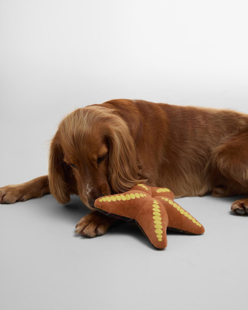 Starfish Dog Toy Starfish