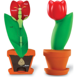 Cross-Section Flower Model