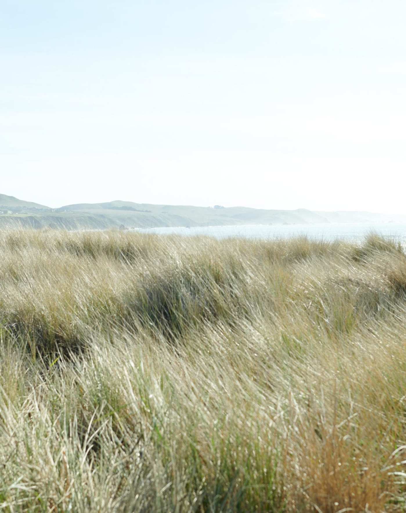 a grassy field near the ocean.