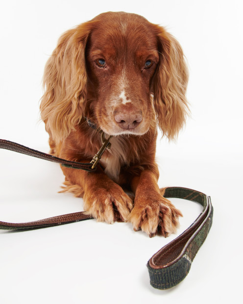 Guinzaglio per cani Tartan 