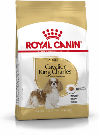 Cavalier King Charles Adult