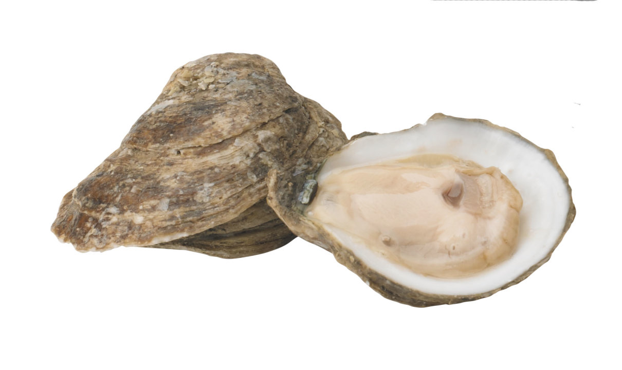 Oyster King™ Replacement Blade