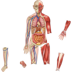 Double-Sided Magnetic Human Body Set, 17 Pieces