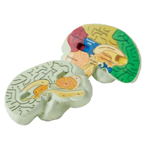 Brain Cross-Section Model