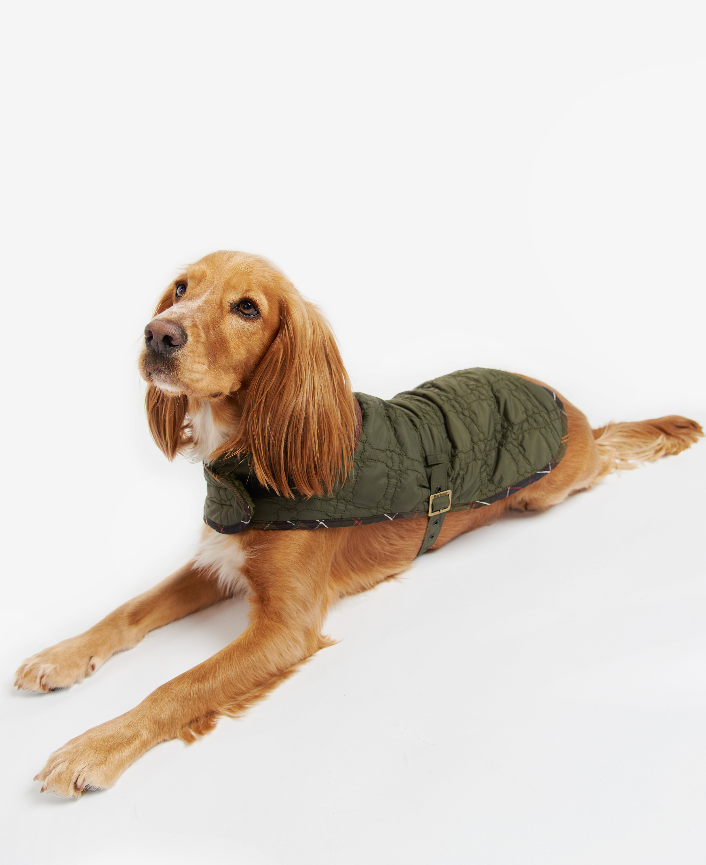 Dog Bone Quilted Dog Coat image number 2
