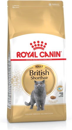 British Shorthair Adult