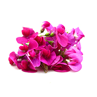 Sweet Pea Fragrance