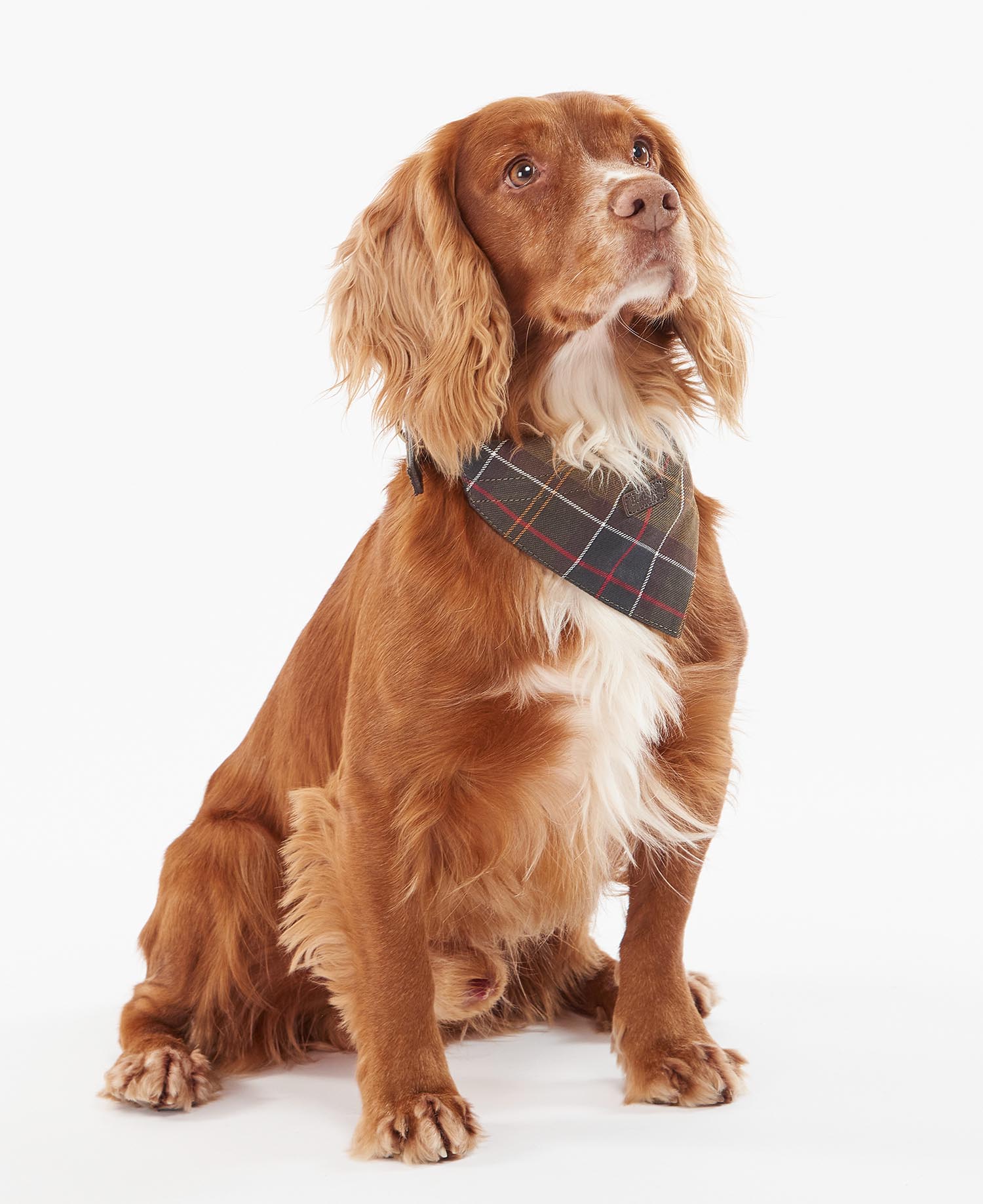 Tartan Bandana image number 0