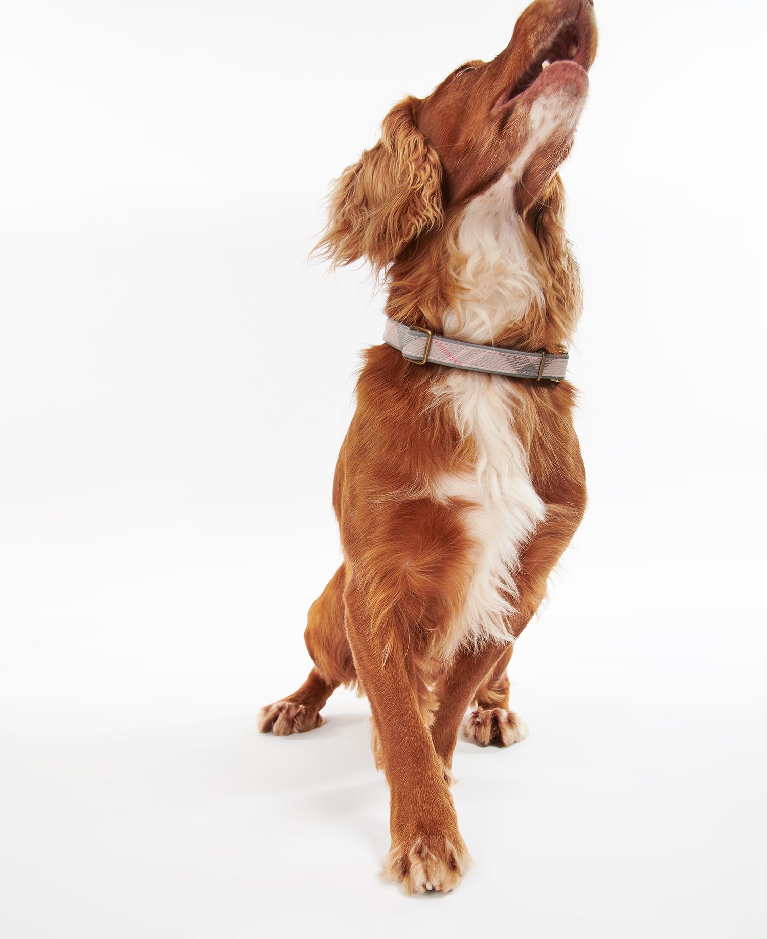 Reflective Tartan Dog Collar image number 0