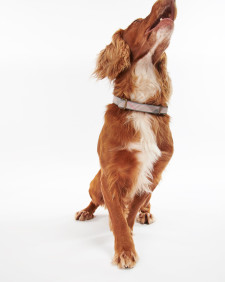 Reflective Tartan Dog Collar Taupe-Pink Tartan