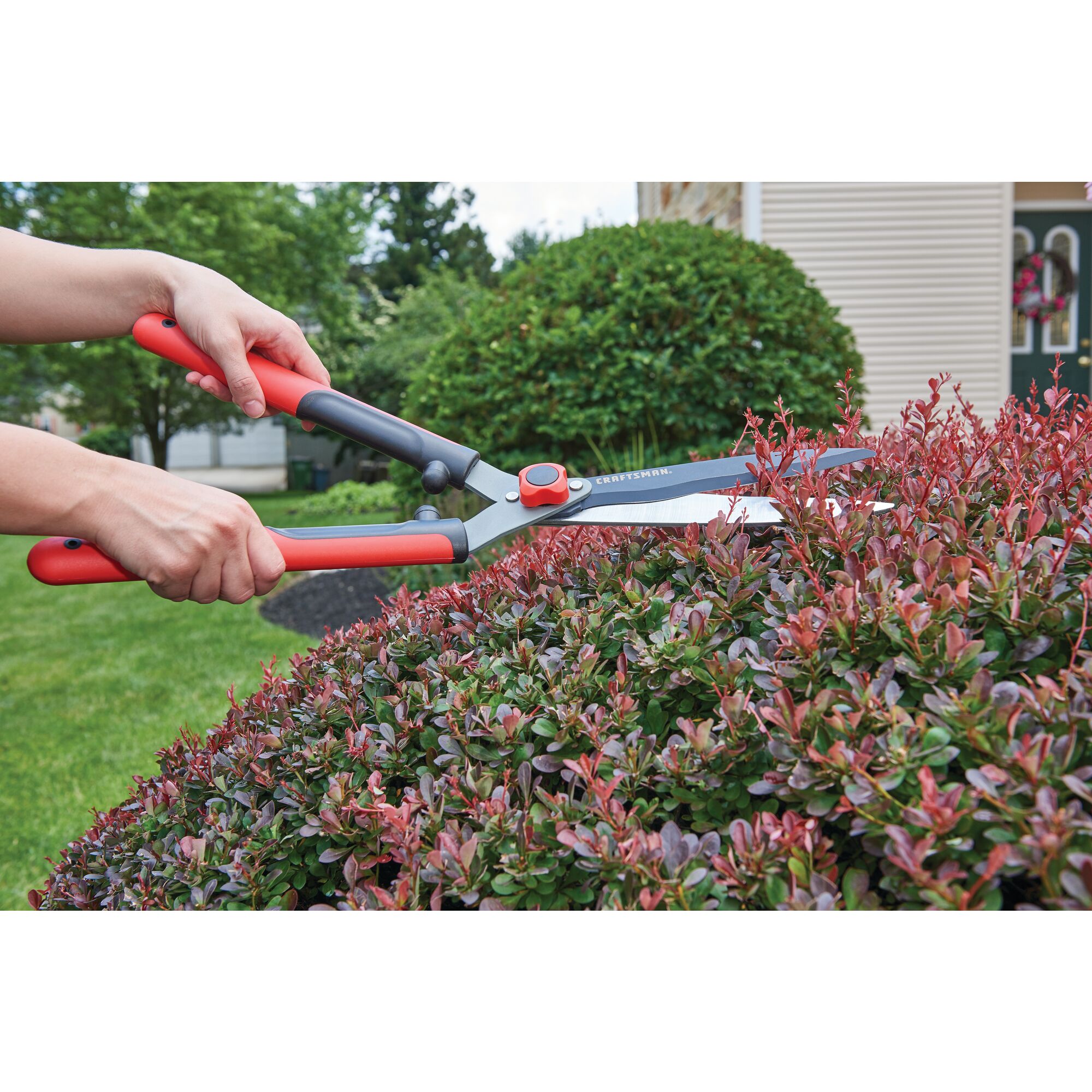 Hedge shears being used by a person to trim hedge.