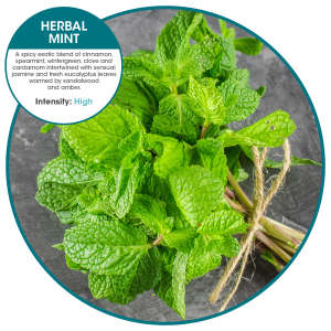 FREEFA1B07205, Fresh Products, Easy Fresh 2.0 Cover, Air Freshener, Herbal Mint