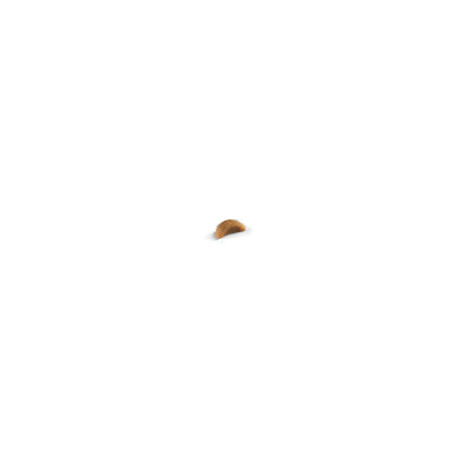 British Shorthair Kitten kibble