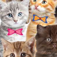 Swatch for Printed Duck Tape® Brand Duct Tape - Kitty Kitty, 1.88 in. x 10 yd.