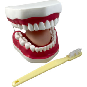 Oral Hygiene Model with Key