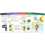 NewPath Learning Photosynthesis Bulletin Board Chart Set, Grades 3-5 NP-947016