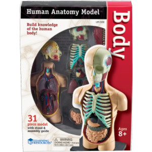 Human Body Anatomy Model, 31 Pieces