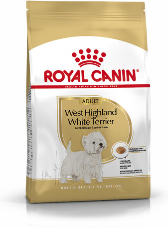 West Highland Terrier Adult