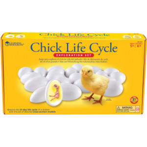 Chick Life Cycle Exploration Set