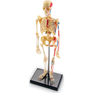 Human Skeleton Model, 41 Pieces