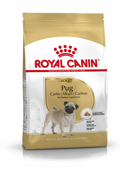 Pug Adult