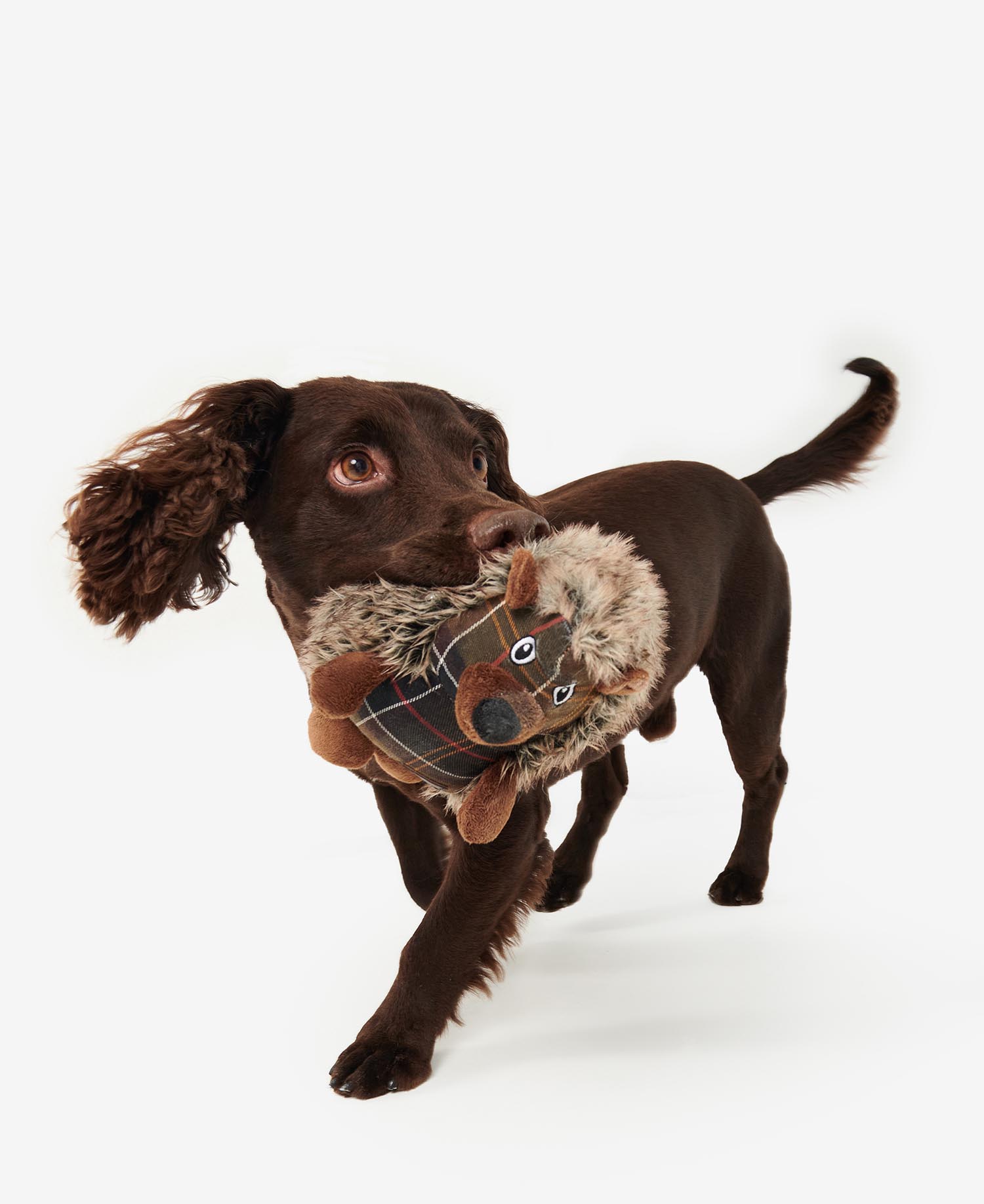 Spielzeug Dog Hedgehog image number 0