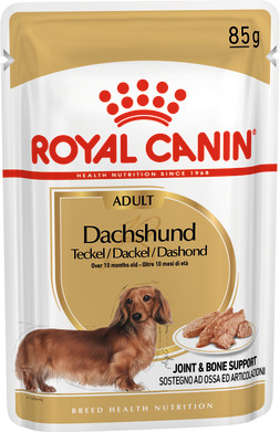 dachshund wet dog adult canin royal