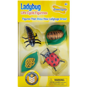 Ladybug Life Cycle Stages