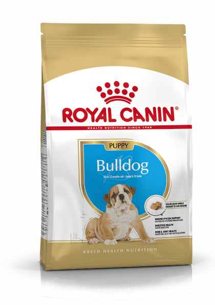 Bulldog Puppy
