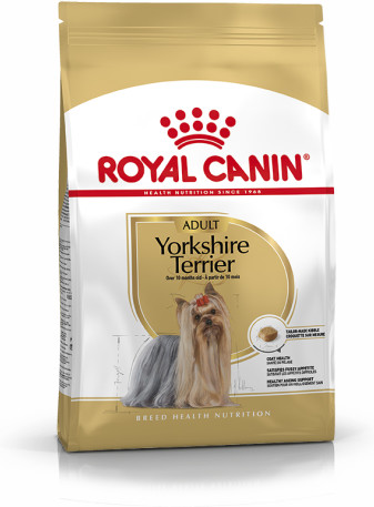 Yorkshire Terrier Adult