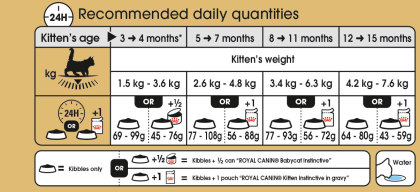Maine Coon Kitten feeding guide